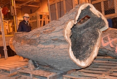 The tree trunk